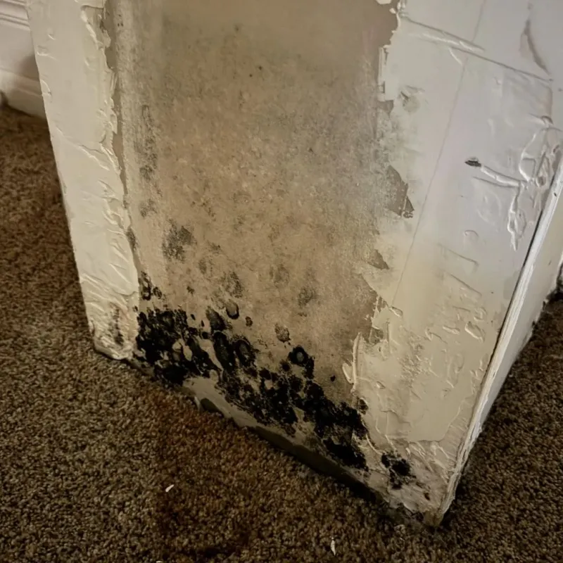 Professional Mold Removal in Burlington, OH